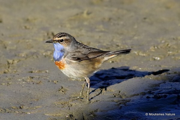 Bluethroat (Luscinia svecica) - Trip reports - Spain
