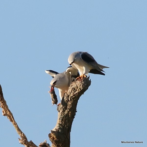 Black-winged Kite (Elanus caeruleus) ad - Recent images