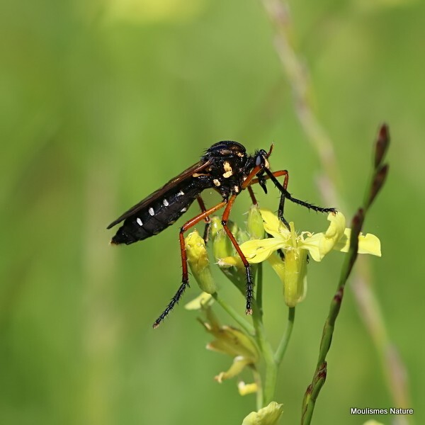 Molobratia teutonus (Asilidae) - Recent images