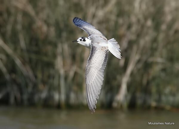 White-winged Tern (Chlidonias leucopterus) 1w - Recent images