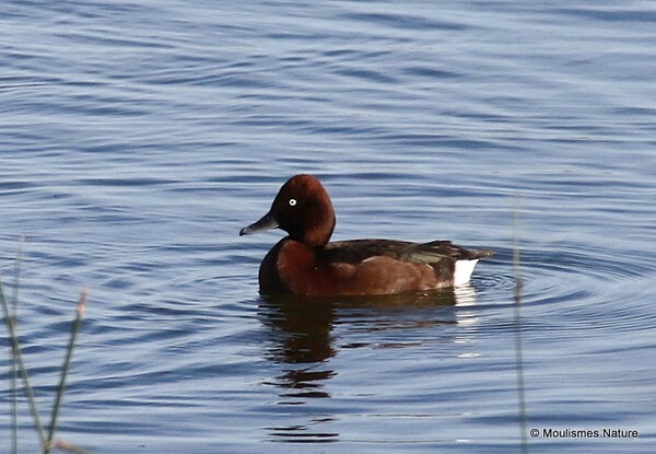 Ferruginous Duck (Aythya nyroca) - Trip reports - Spain