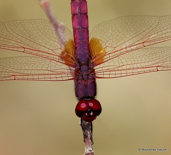 Violet Dropwing (Trithemis annulata) M - Trip reports - France