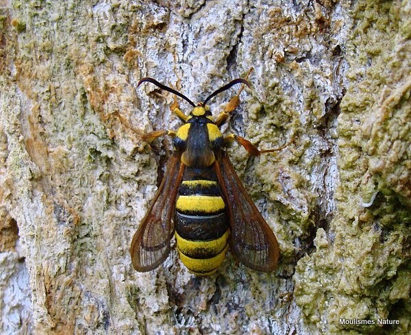 Hornet Clearwing (Sesia apiformis) - Butterflies/moths