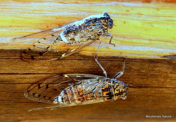 Cicada orni (Cicadidae) - Recent images