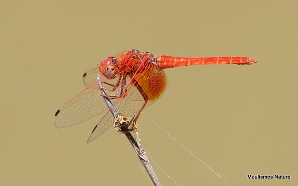 Orange-winged Dropwing (Trithemis kirbyi) M - Recent images