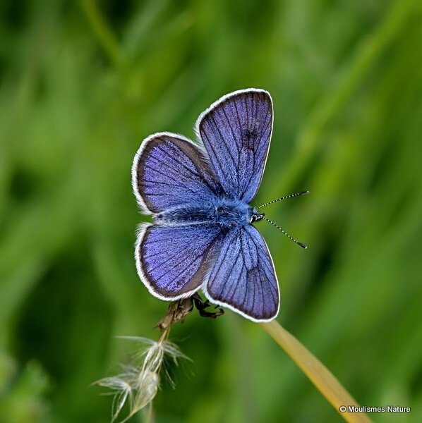 Mazarine Blue (Cyaniris semiargus) M