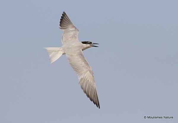 Gull-billed Tern (Gelochelidon nilotica) ad - Recent images