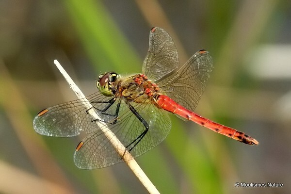 Spotted Darter (Sympetrum depressiusculum) M - Trip reports - France