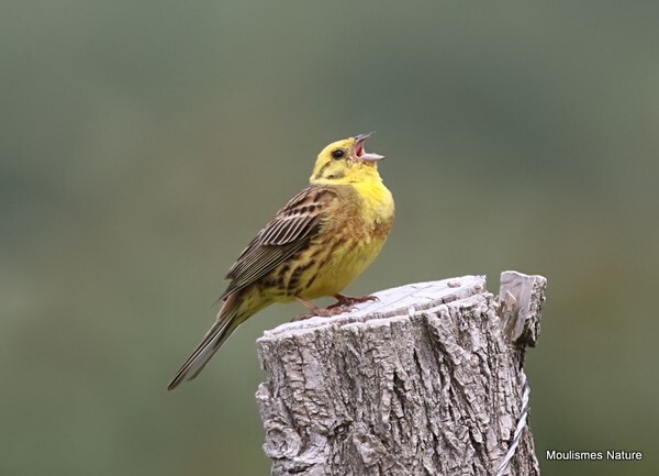 Yellowhammer (Emberiza citrinella) M - Recent images