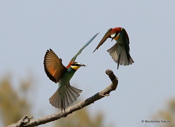 European Bee-eater (Merops apiaster) - Trip reports - Spain