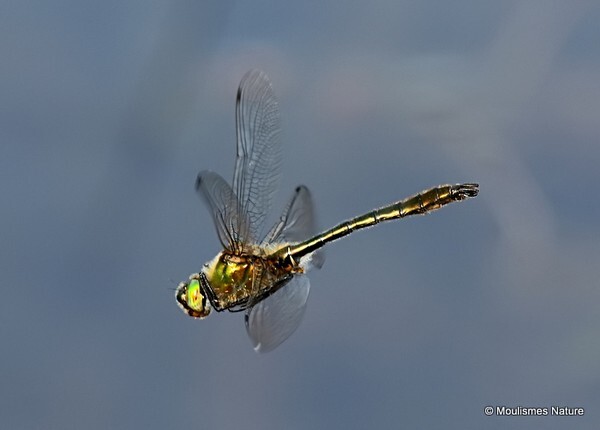 Downy Emerald (Cordulia aenea) M - Odonata