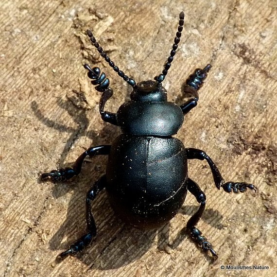 Timarcha tenebricosa (Bloody-nosed Beetle) - Other insects