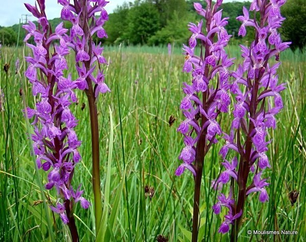 Robust Marsh Orchid (Dactylorhiza elata) - Trip reports - France