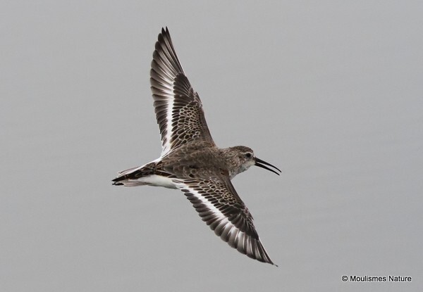 Dunlin (Calidris alpina) - Trip reports - Spain