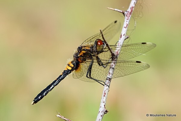 Dainty White faced Darter (Leucorrhinia caudalis) M-imm - Odonata