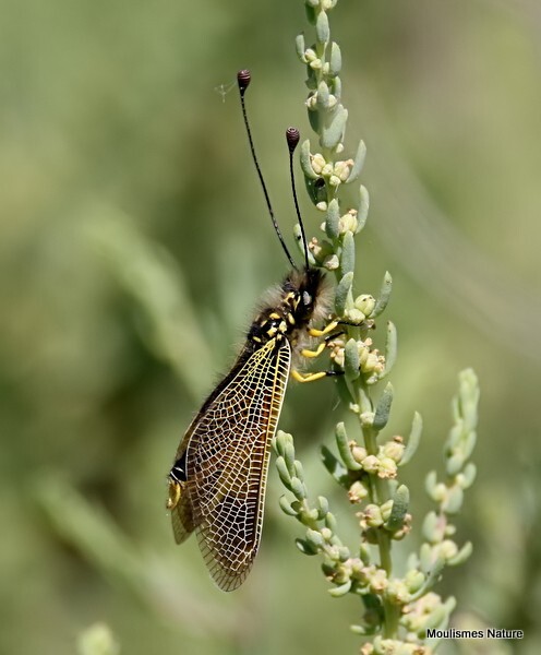 Libelloides ictericus (Ascalaphinae) M - Recent images