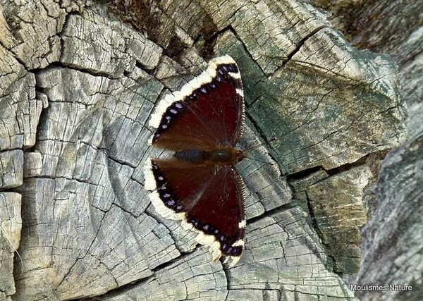 Camberwell Beauty (Nymphalis antiopa) - Butterflies/moths