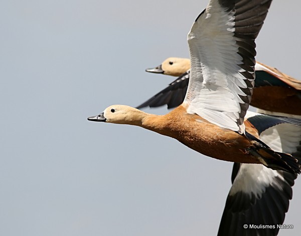 Ruddy Shelduck (Tadorna ferruginea)