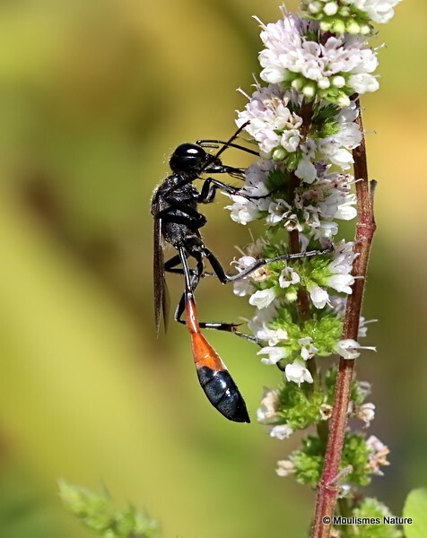 Ammophila sabulosa (Red-banded Sand Wasp) - Recent images
