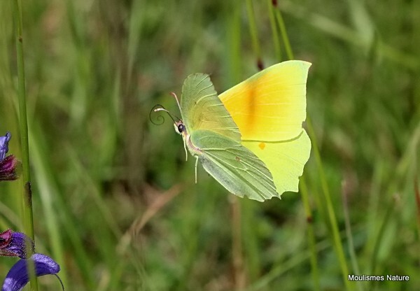 Cleopatra (Gonepteryx cleopatra) M - Recent images