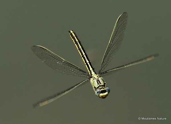 Western Clubtail Gomphus pulchellus female
