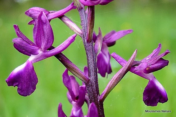 Orchis laxiflora  Loose flowered Orchid