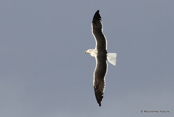 Lesser Black-backed Gull (Larus fuscus intermedius) 3W - Larus gulls (France/Spain)