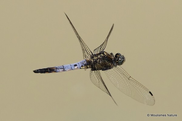 Black tailed Skimmer Orthetrum cancellatum male