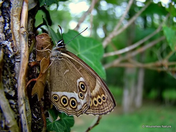 Woodland Brown (Lopinga achine) - Butterflies/moths