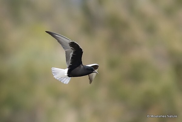White-winged Tern (Chlidonias leucopterus) - Trip reports - Spain