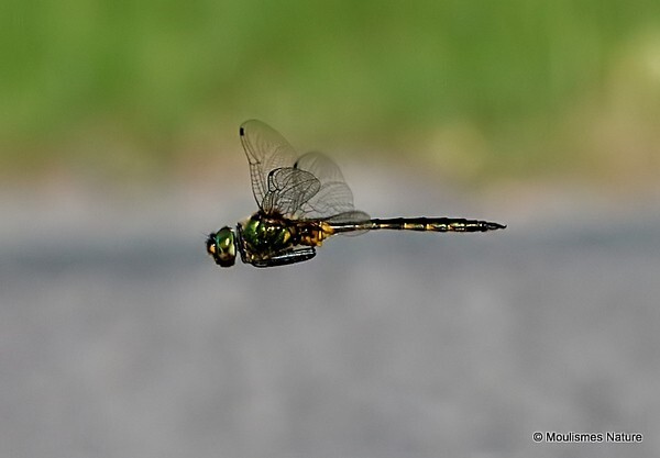 Yellow spotted Emerald Somatochlora flavomaculata male