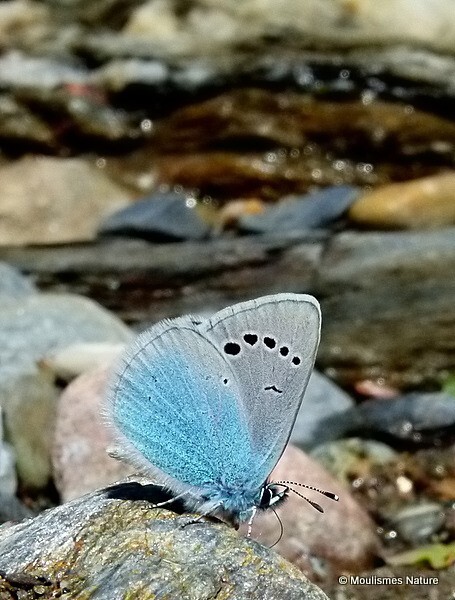 Green-underside Blue (Glaucopsyche alexis) M - Trip reports - France