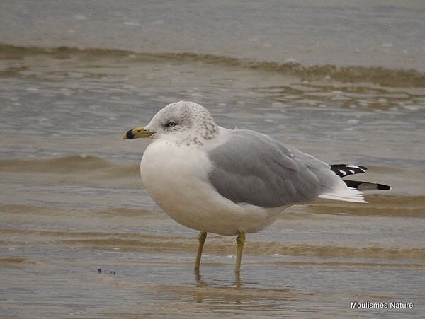 Ring-billed Gull (Larus delawarensis) ad-W - Larus gulls (France/Spain)