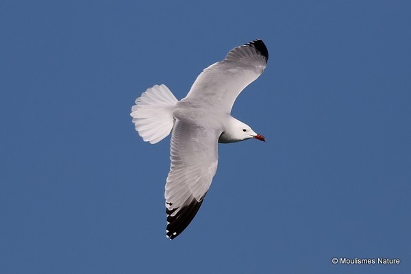 Audouin's Gull (Larus audouinii) ad - Larus gulls (France/Spain)