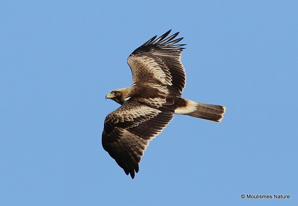 Booted Eagle (Hieraaetus pennatus) - Trip reports - Spain