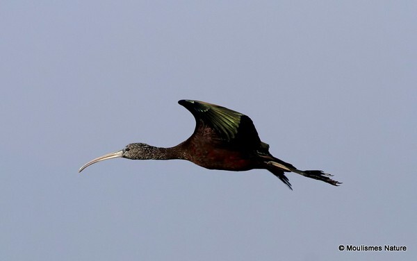 Glossy Ibis (Plegadis falcinellus) - Trip reports - Spain