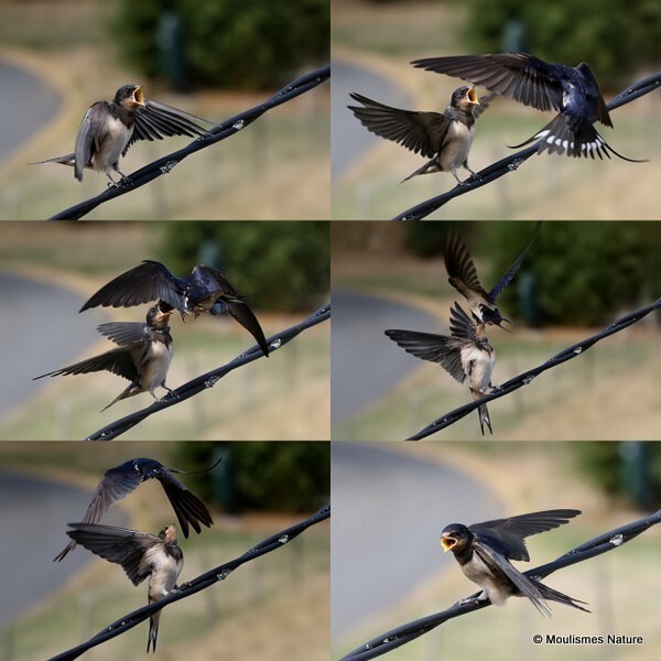 Barn Swallow (Hirundo rustica) - Birds