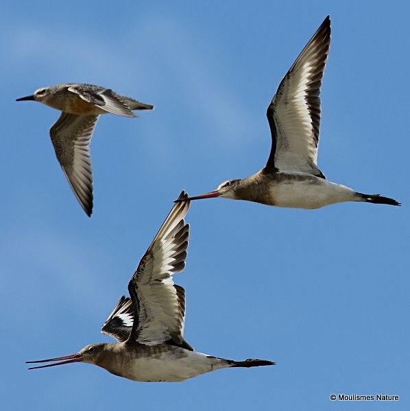 Red Knot (Calidris canutus), Bar-tailed Godwit (Limosa lapponica) - Trip reports - France
