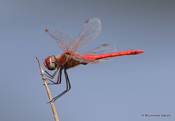 Red-veined Darter (Sympetrum fonscolombii) M