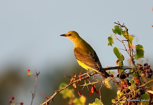 Eurasian Golden Oriole (Oriolus oriolus) imm - Recent images