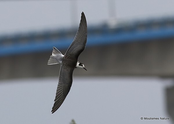 Black Tern (Chlidonias niger) juv - Trip reports - France