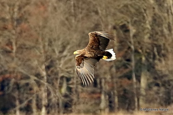 White-tailed Eagle (Haliaeetus albicilla) ad - Recent images