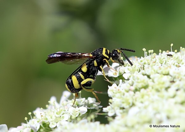 Leucospis dorsigera (Chalcidoidea, Chalcid wasps)  F - Other insects