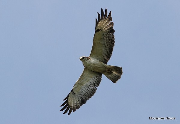 Common Buzzard (Buteo buteo) juv