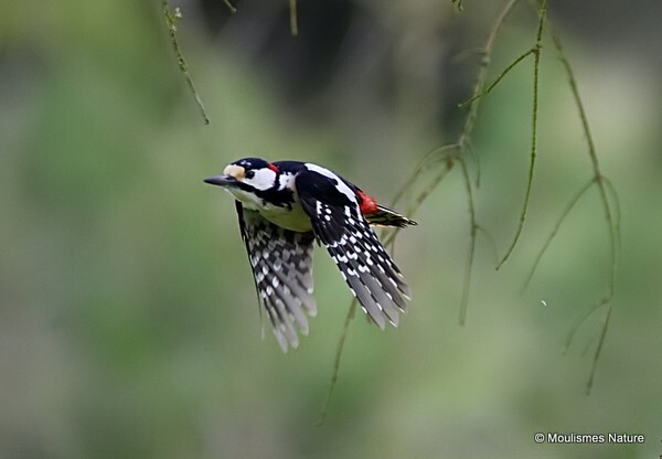 Great Spotted Woodpecker (Dendrocopos major) M - Birds