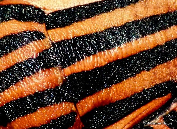 Graphosoma italicum (AC Milan Shieldbug) - Other insects