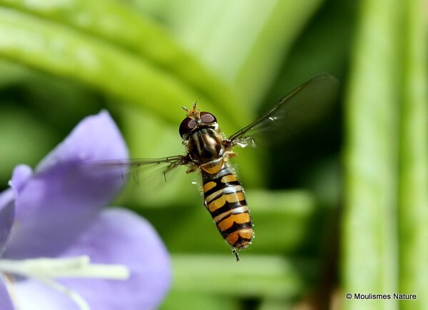Marmalade Hoverfly Episyrphus balteatus female
