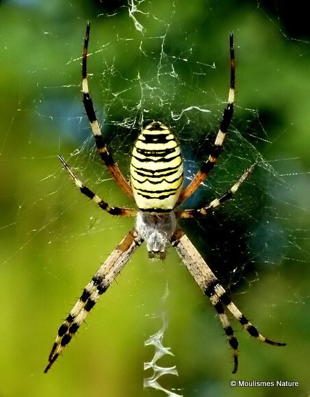 Argiope bruennichi (Wasp Spider) - Other insects