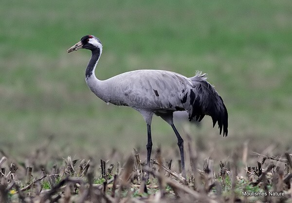 Common Crane (Grus grus)