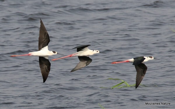 Black-winged Stilt (Himantopus himantopus) - Recent images